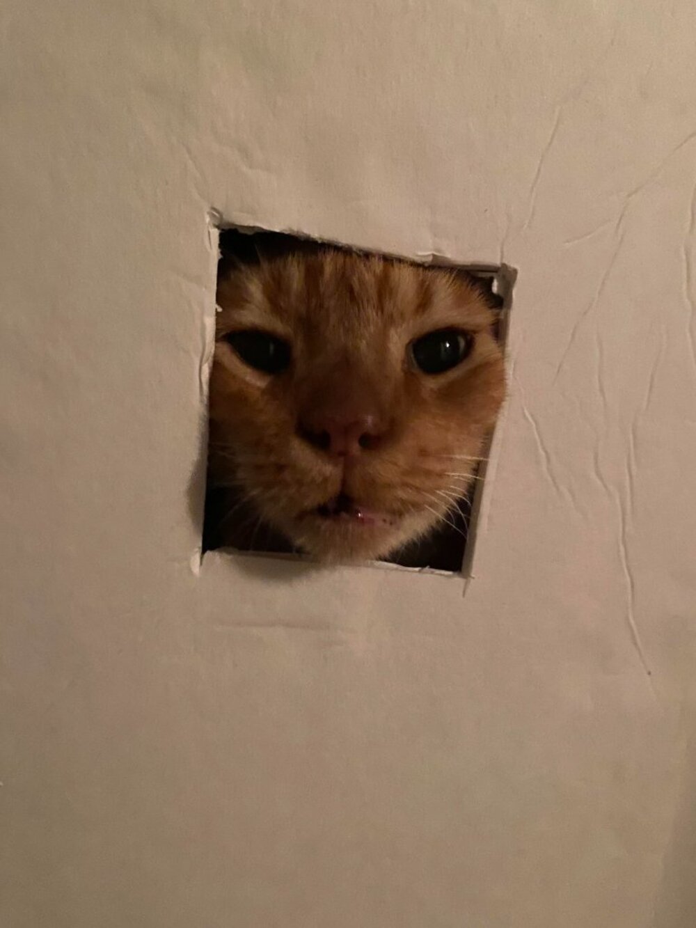 Meet your Posher, Donovan